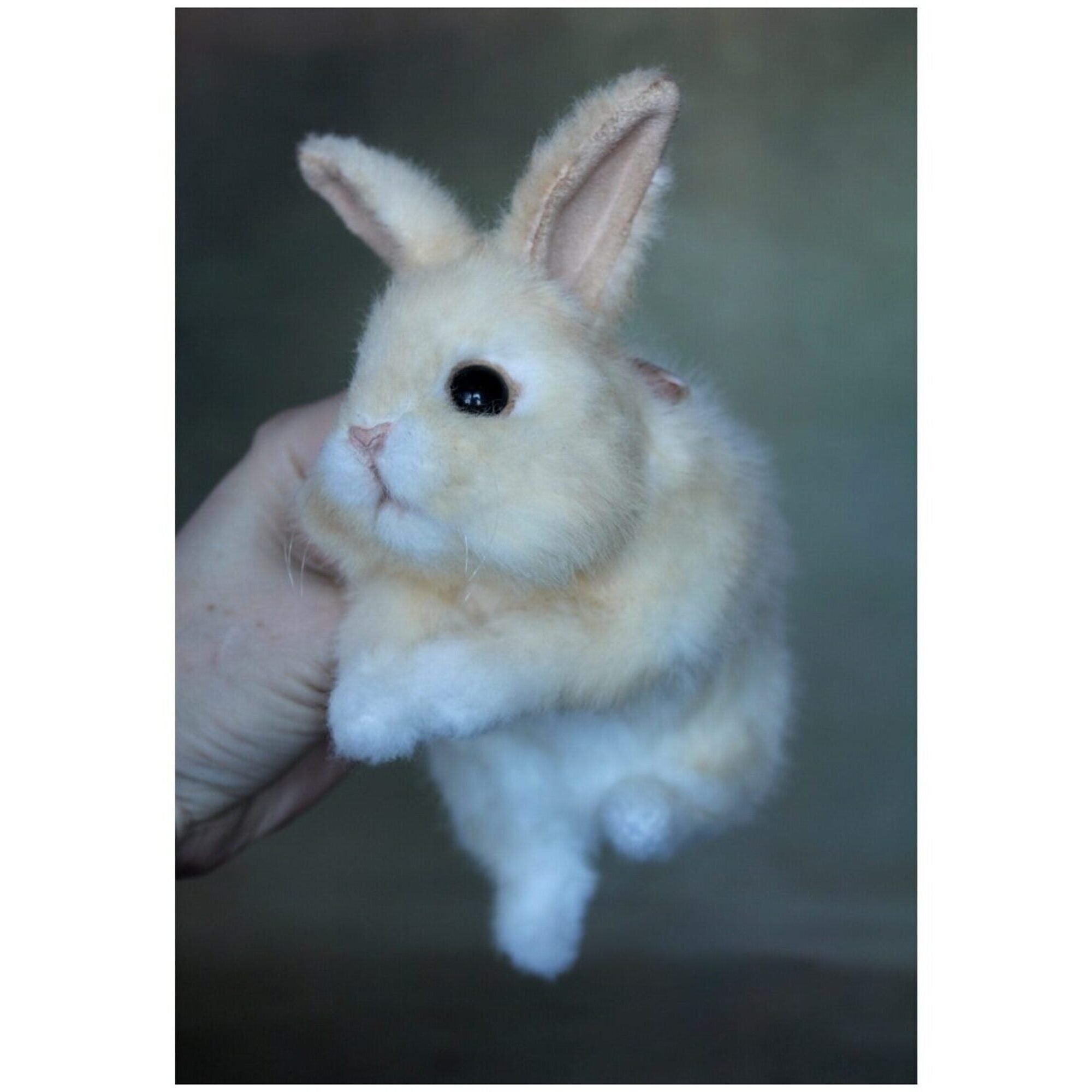 Кролик