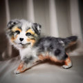 Aussy puppy
