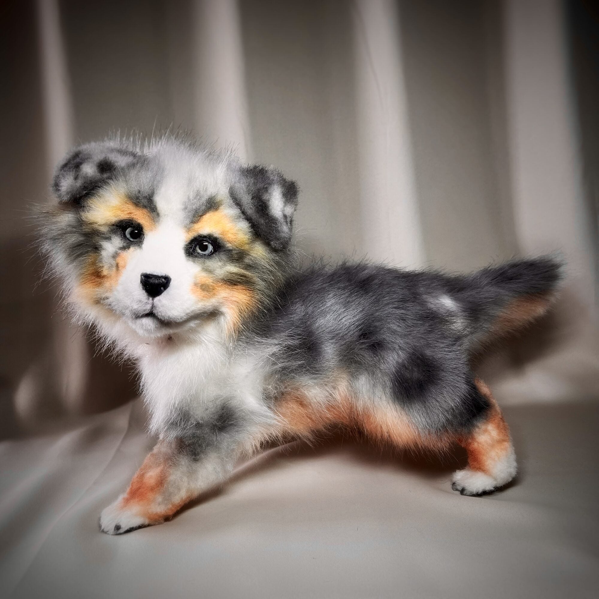 Aussy puppy