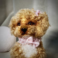 Toy poodle puppy