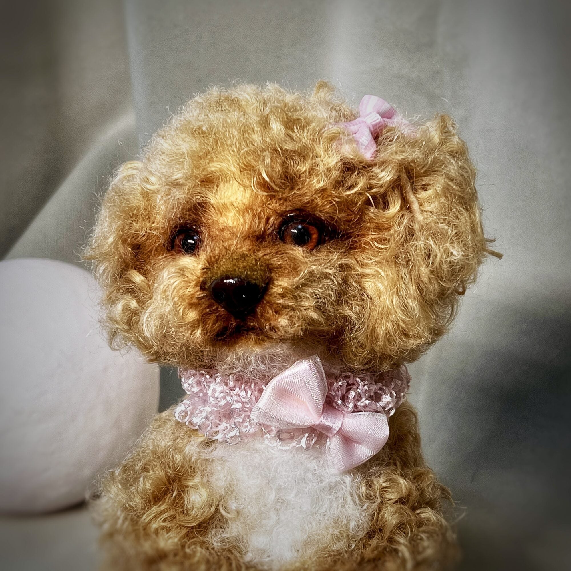 Toy poodle puppy