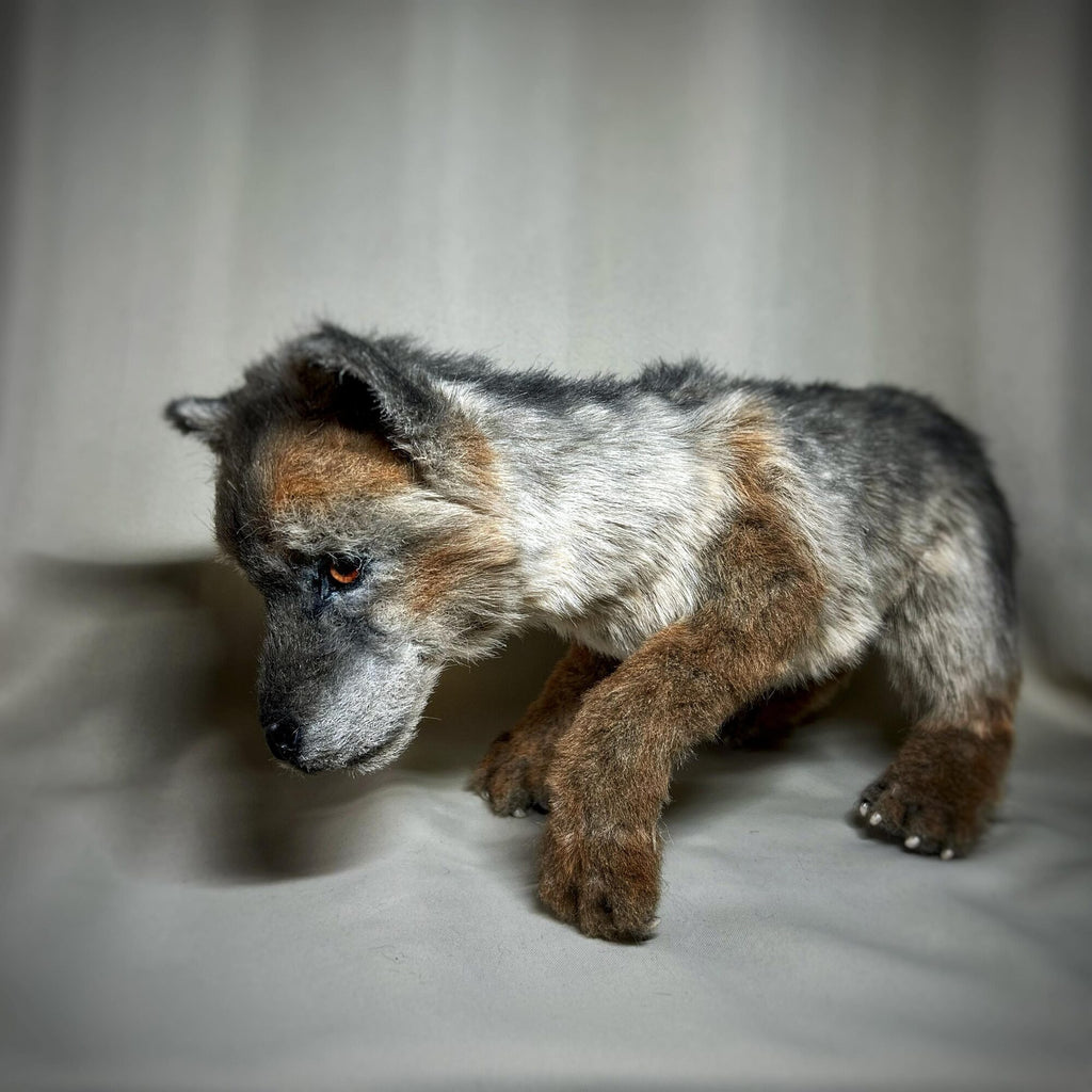 Wolf cub