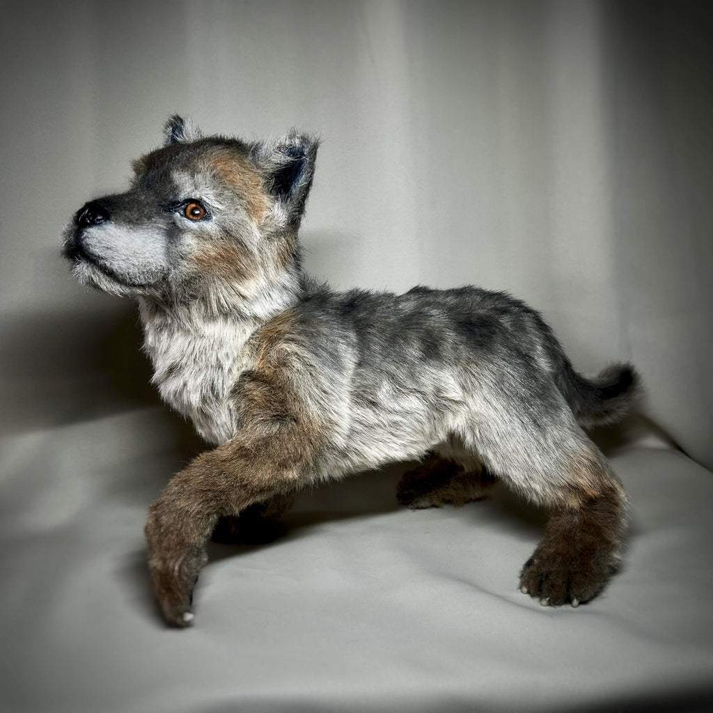 Wolf cub