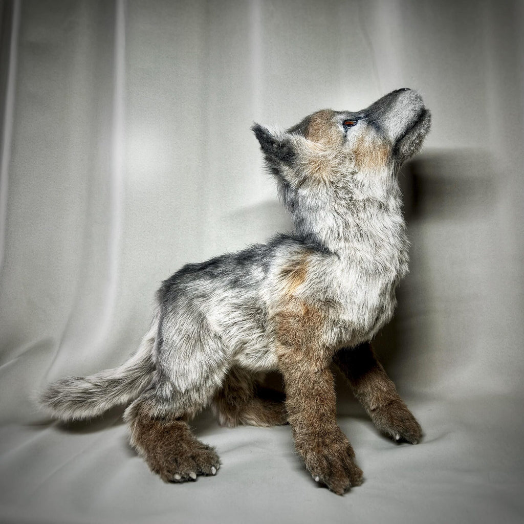 Wolf cub