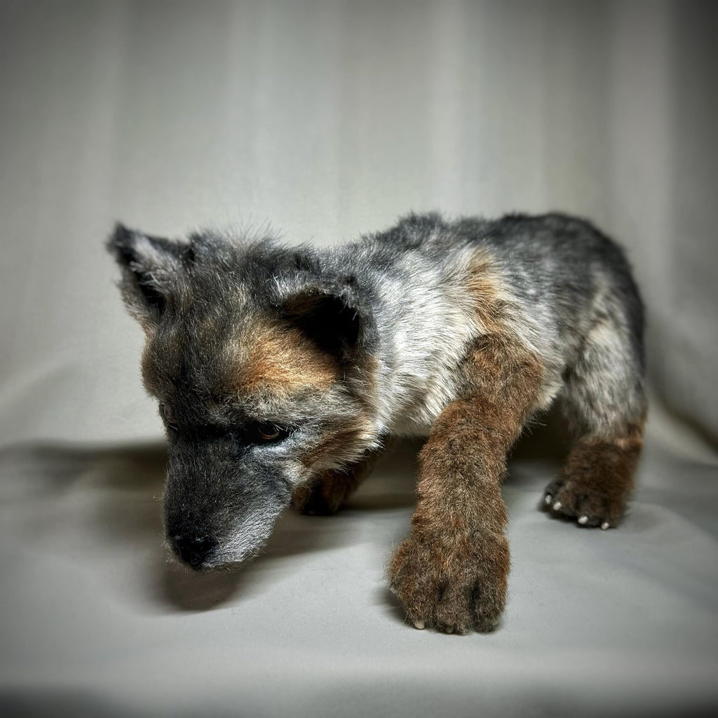Wolf cub
