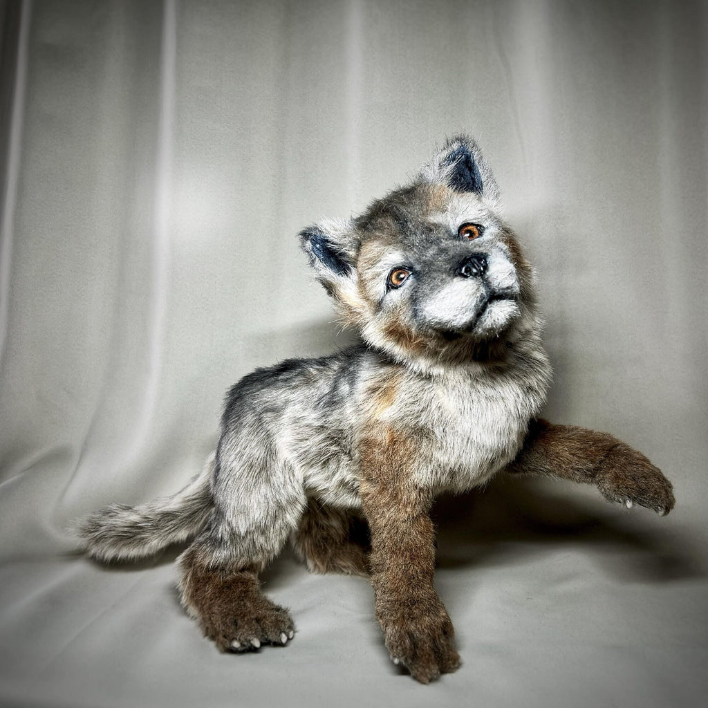Wolf cub