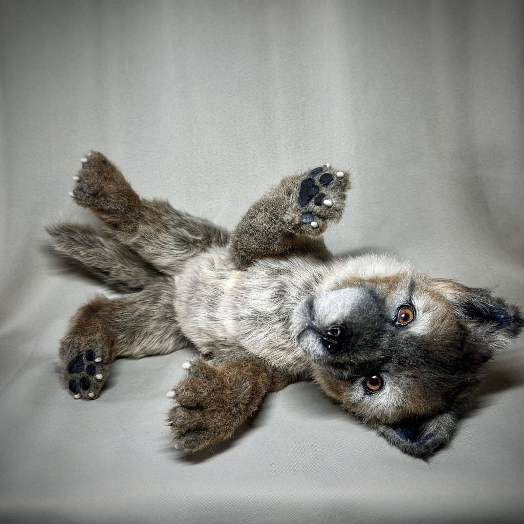 Wolf cub