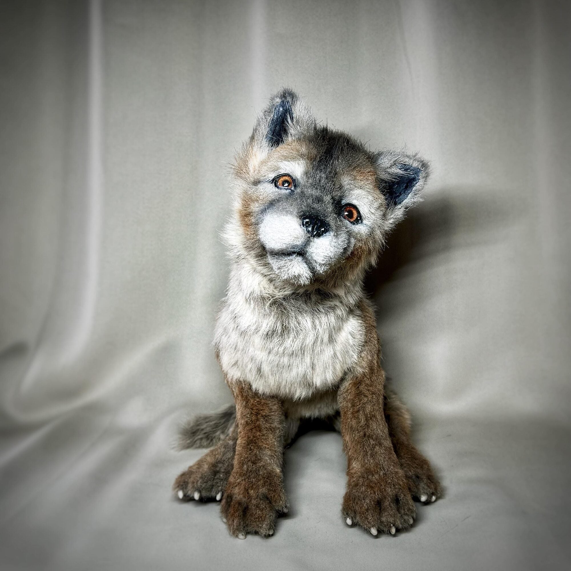 Wolf cub