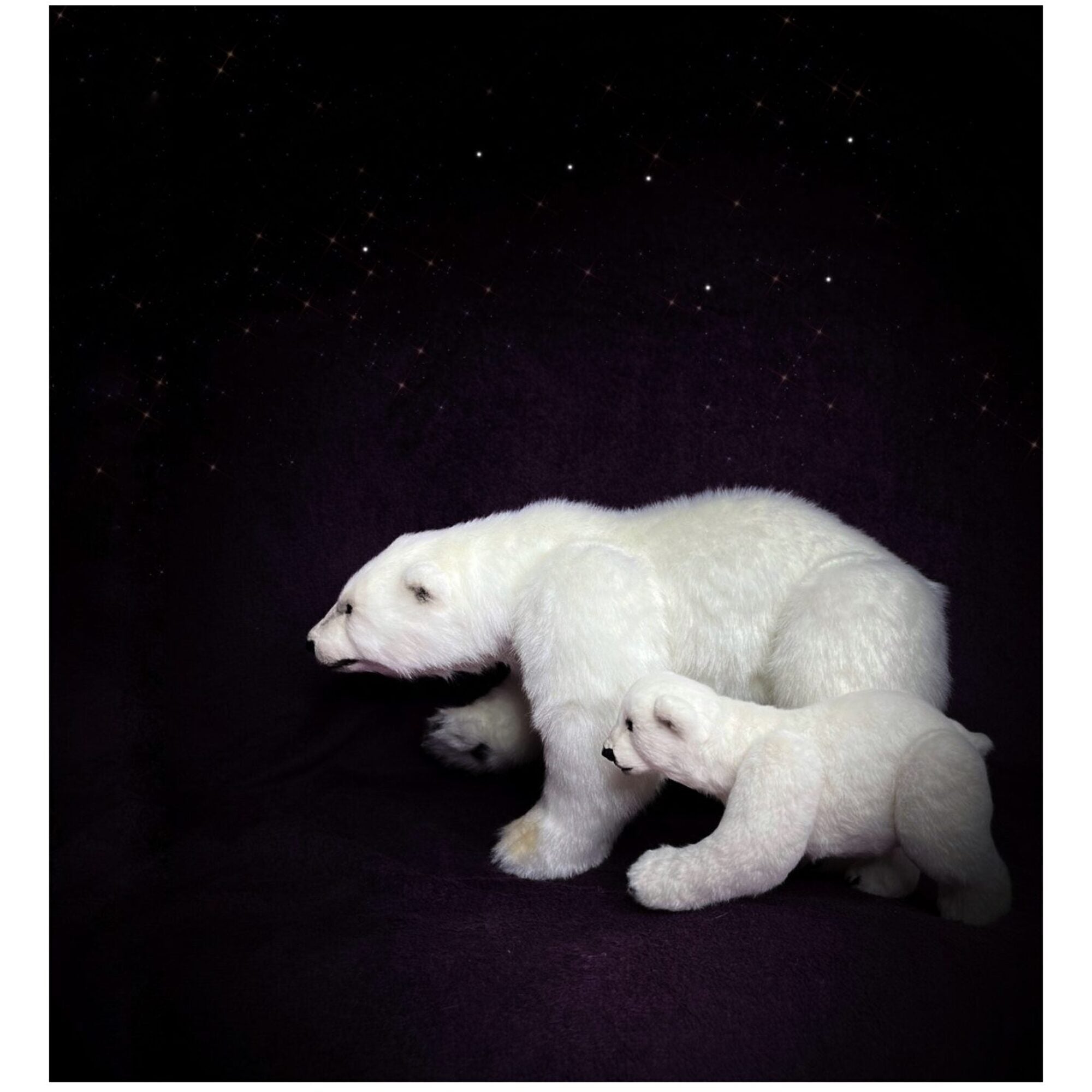 Polar bears “Ursa Major and Umka”
