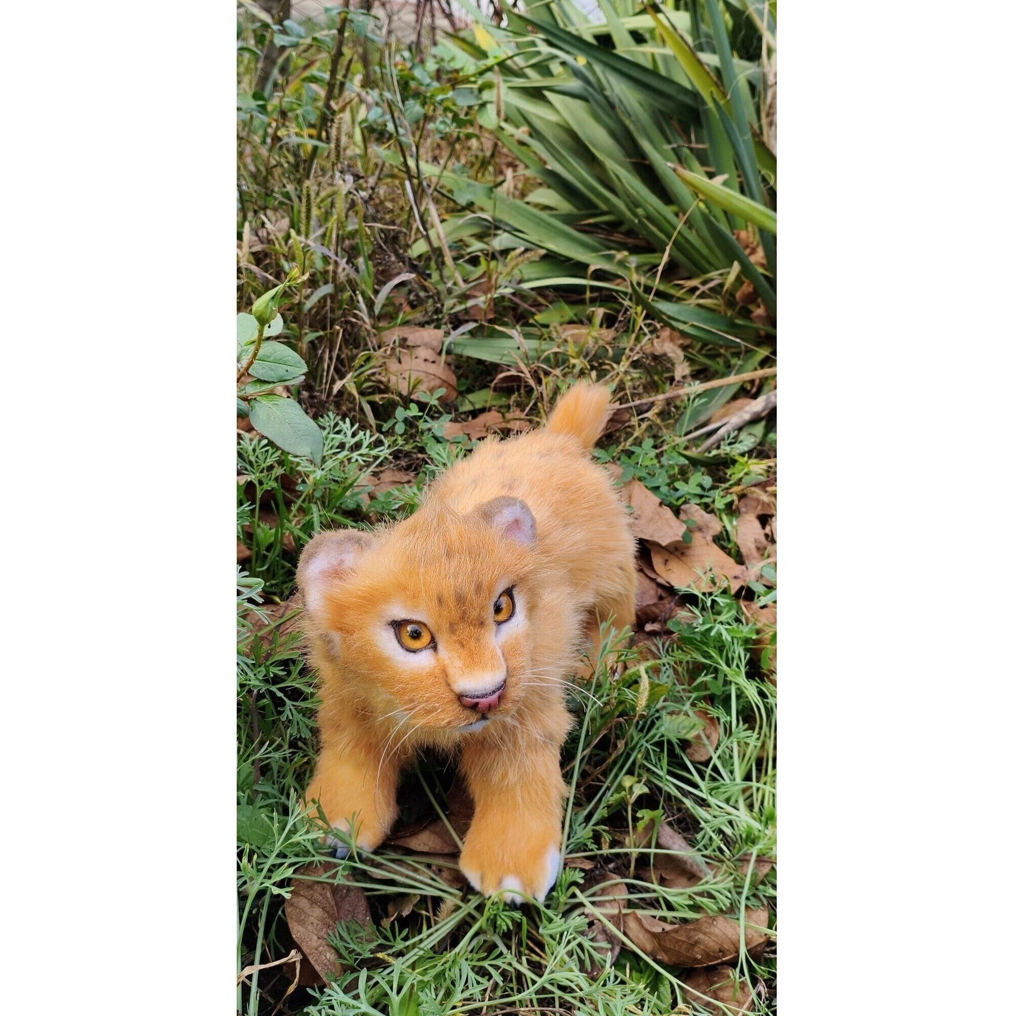 Lion cub