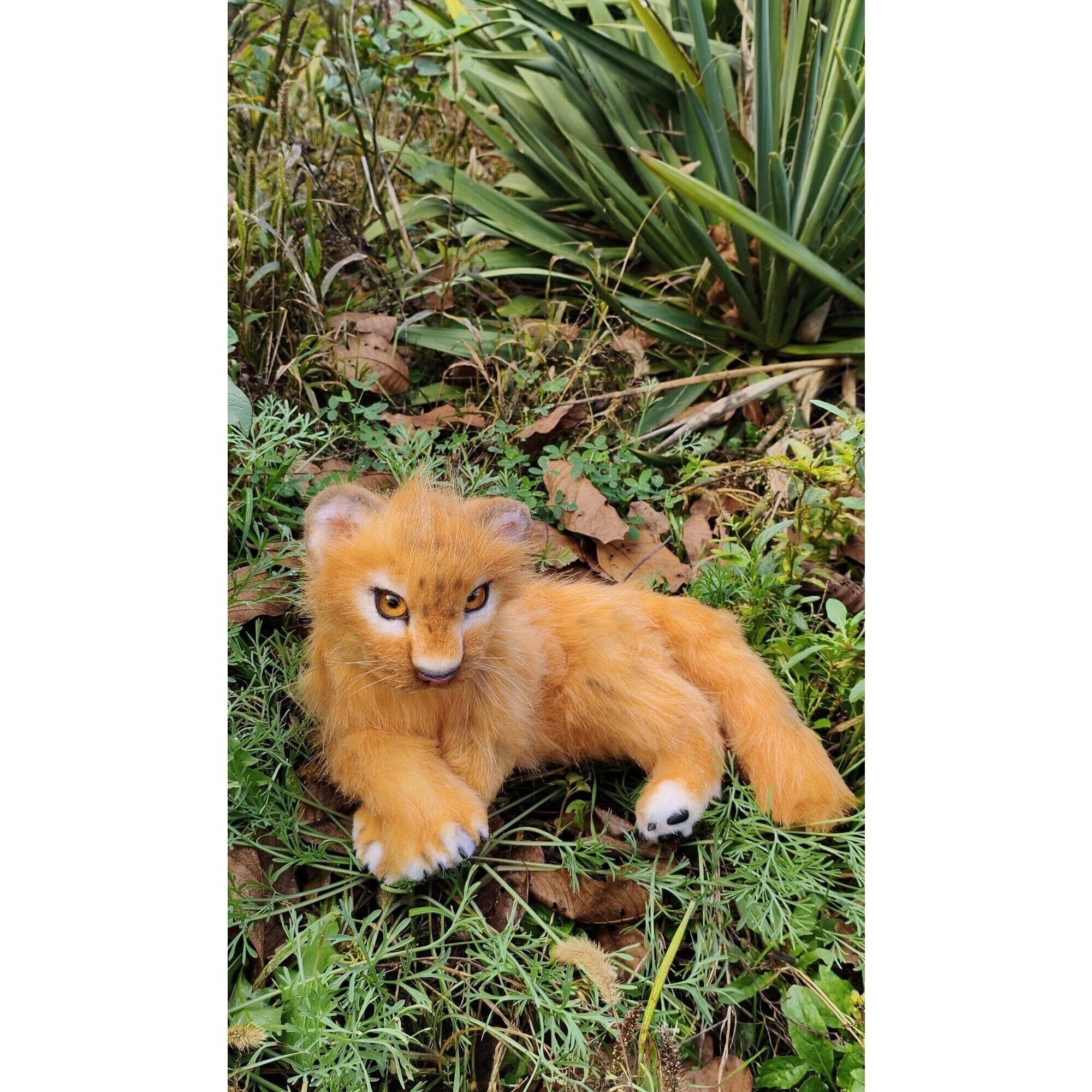 Lion cub