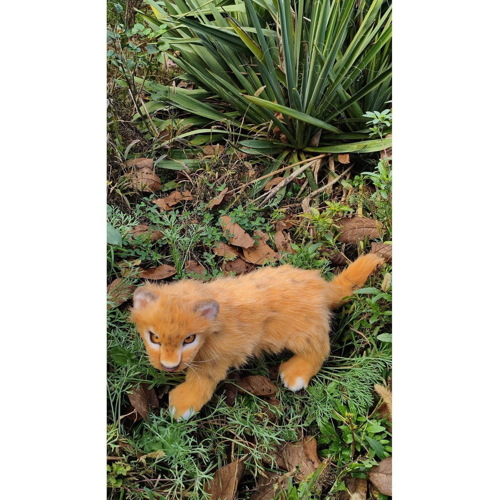 Lion cub