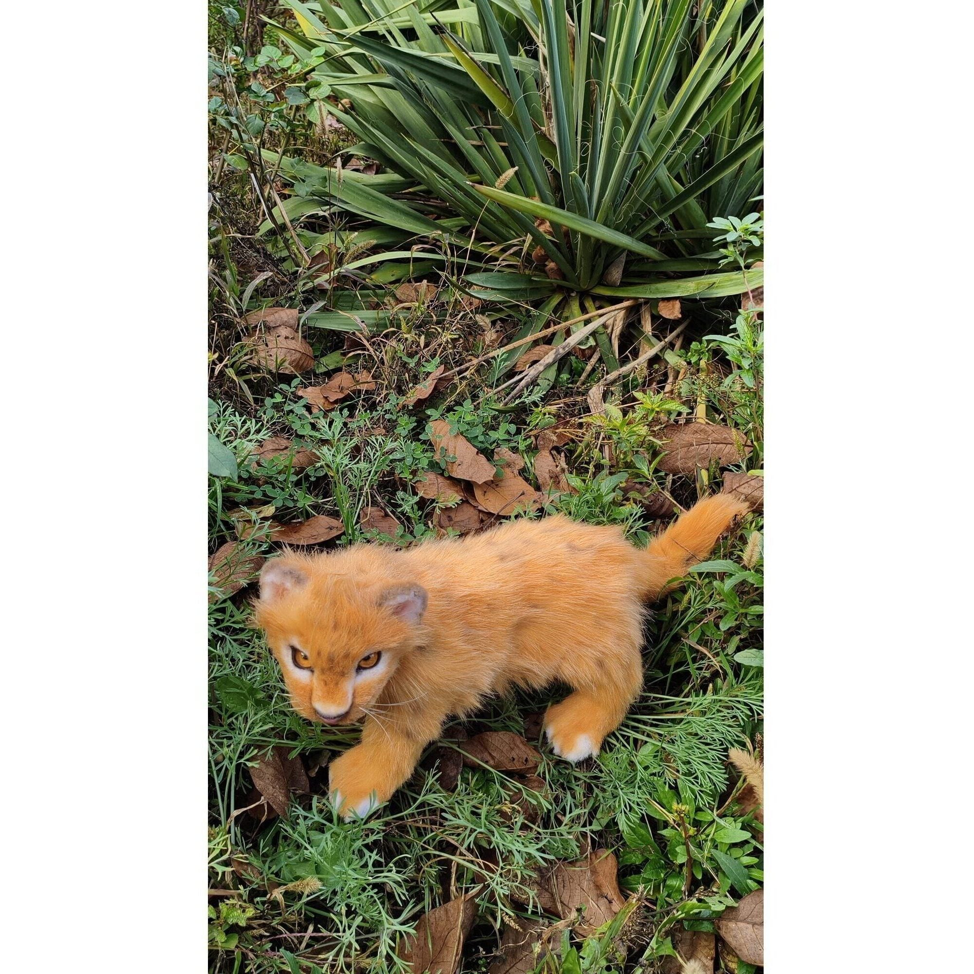 Lion cub