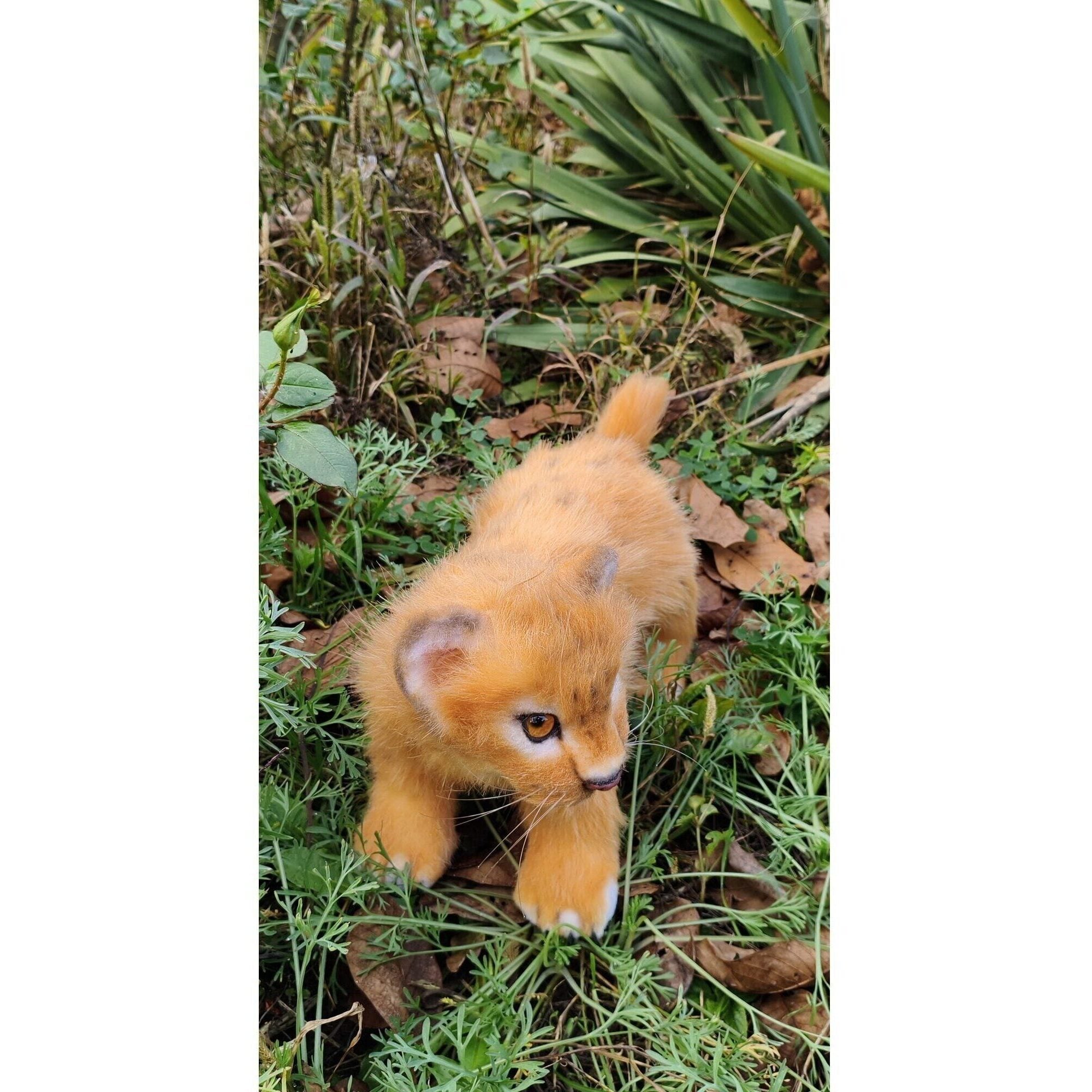 Lion cub