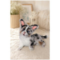Corgi Puppy Zephyr