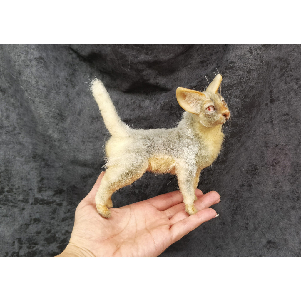 Cat miniature animal realistic