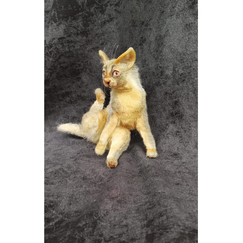 Cat miniature animal realistic