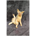 Cat miniature animal realistic