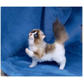 Cat miniature. Animal doll poseable
