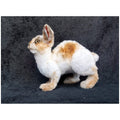 Life-size rabbit artificial taxidermy