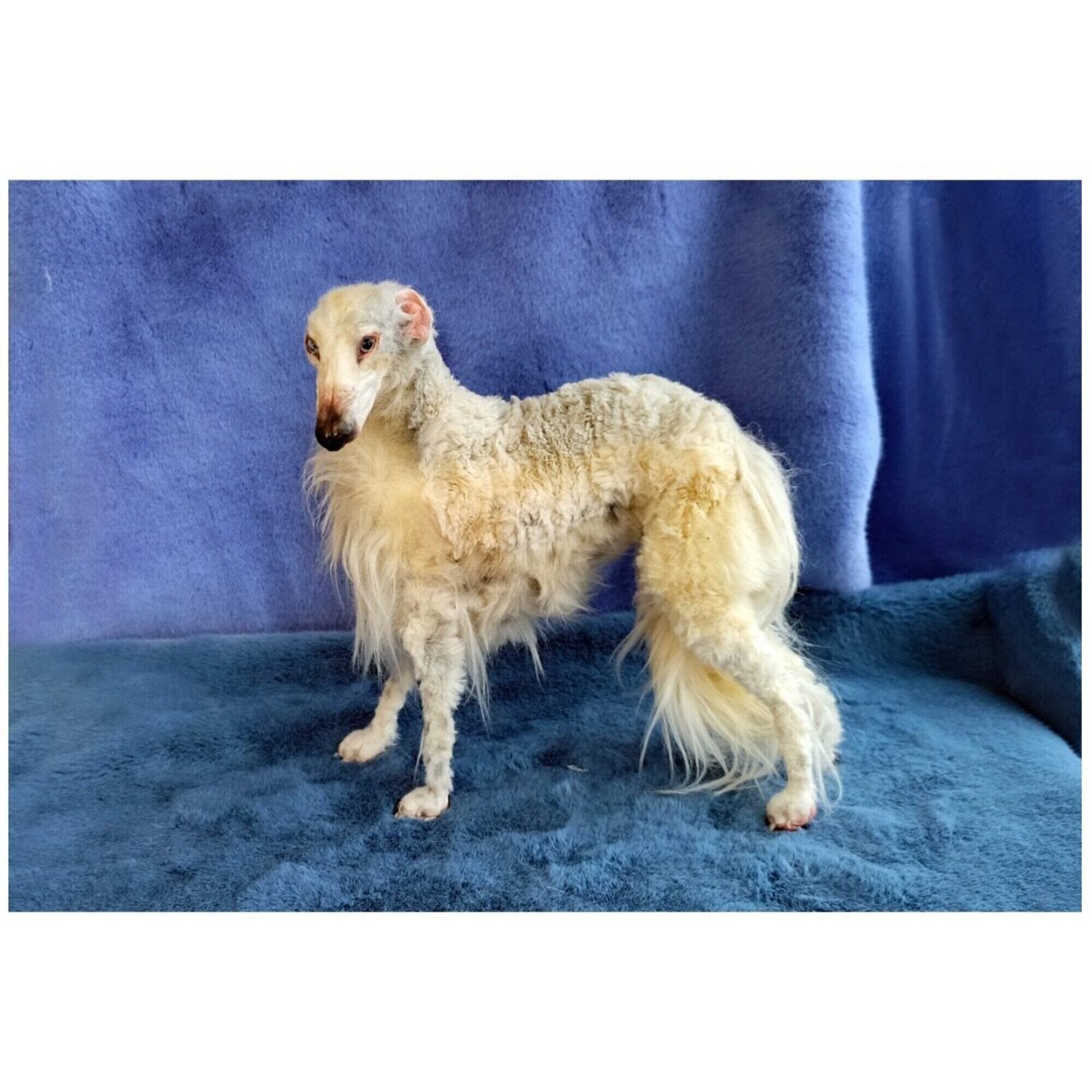 Dog realistic plush Russian greyhound (borzoi)