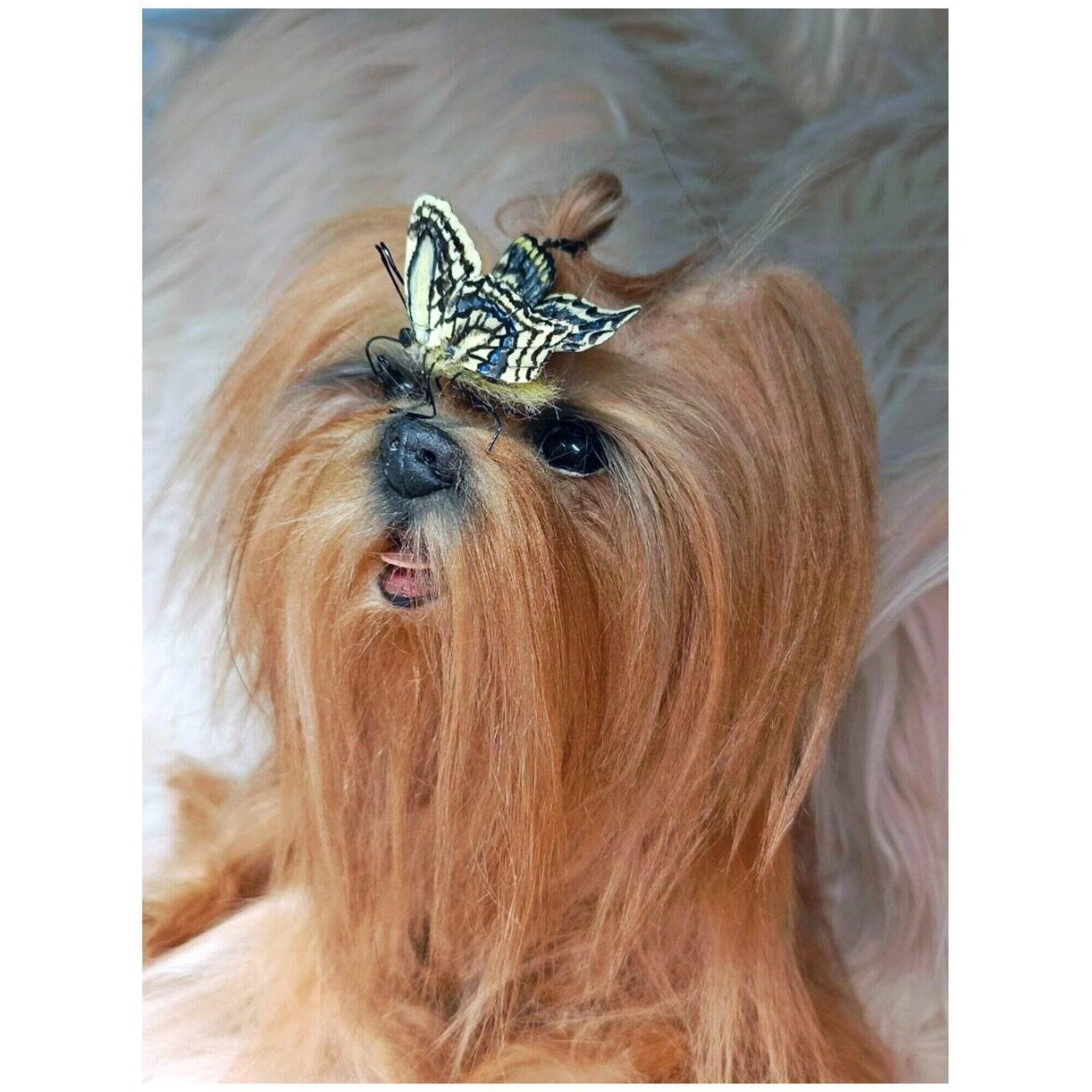 Dog realistic Yorkshire terrier