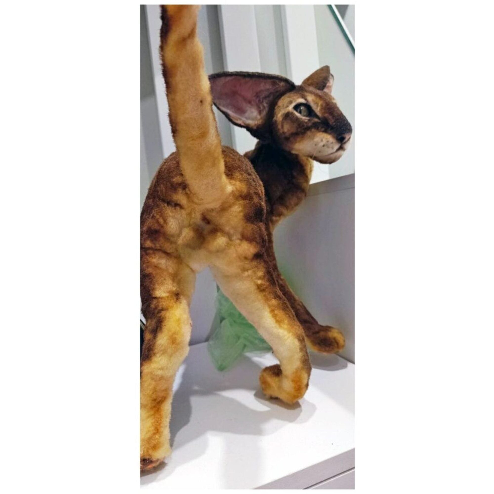 Oriental cat realistic plush