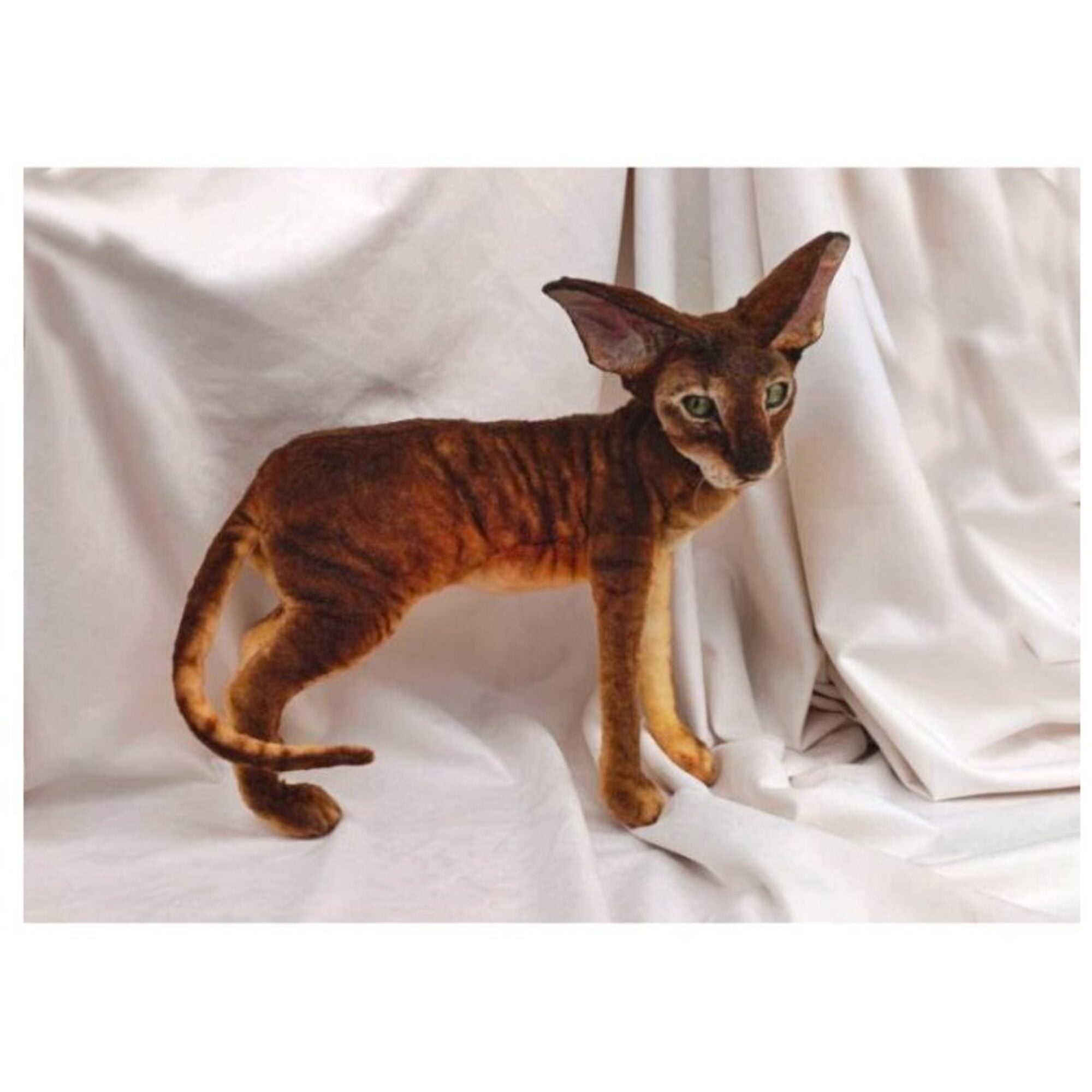 Oriental cat realistic plush