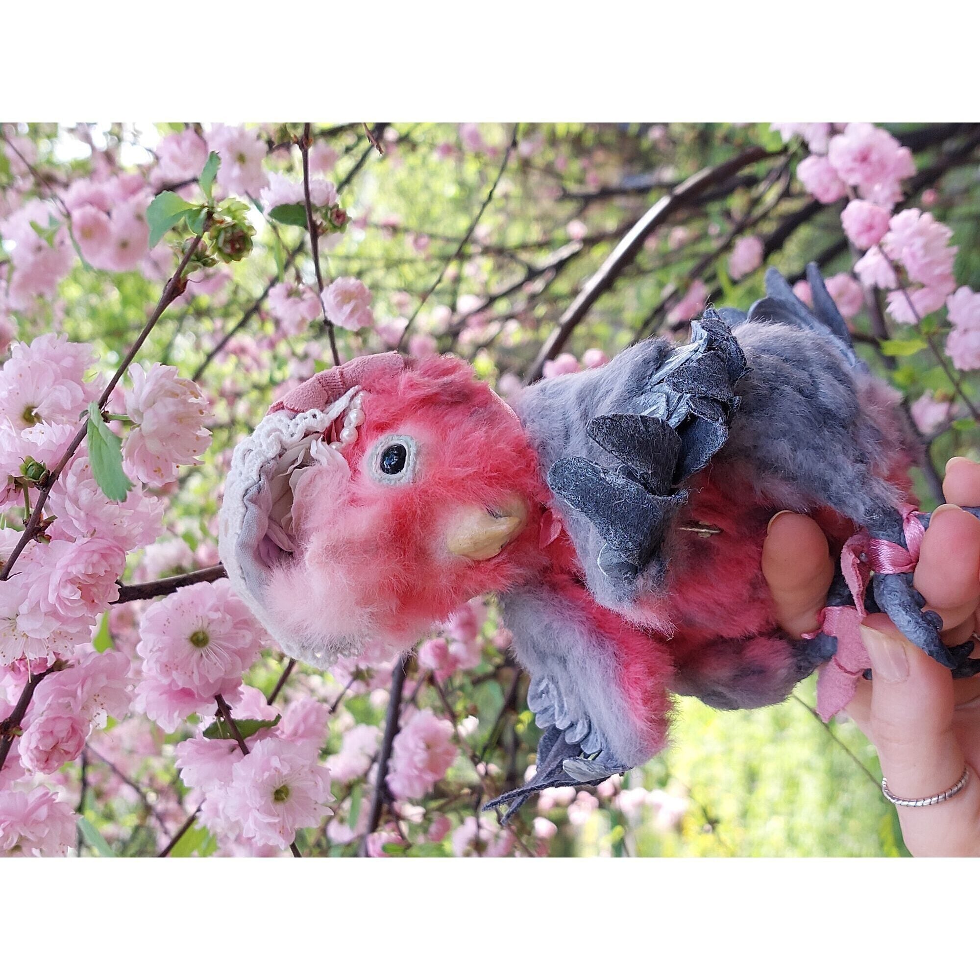 Teddy parrot