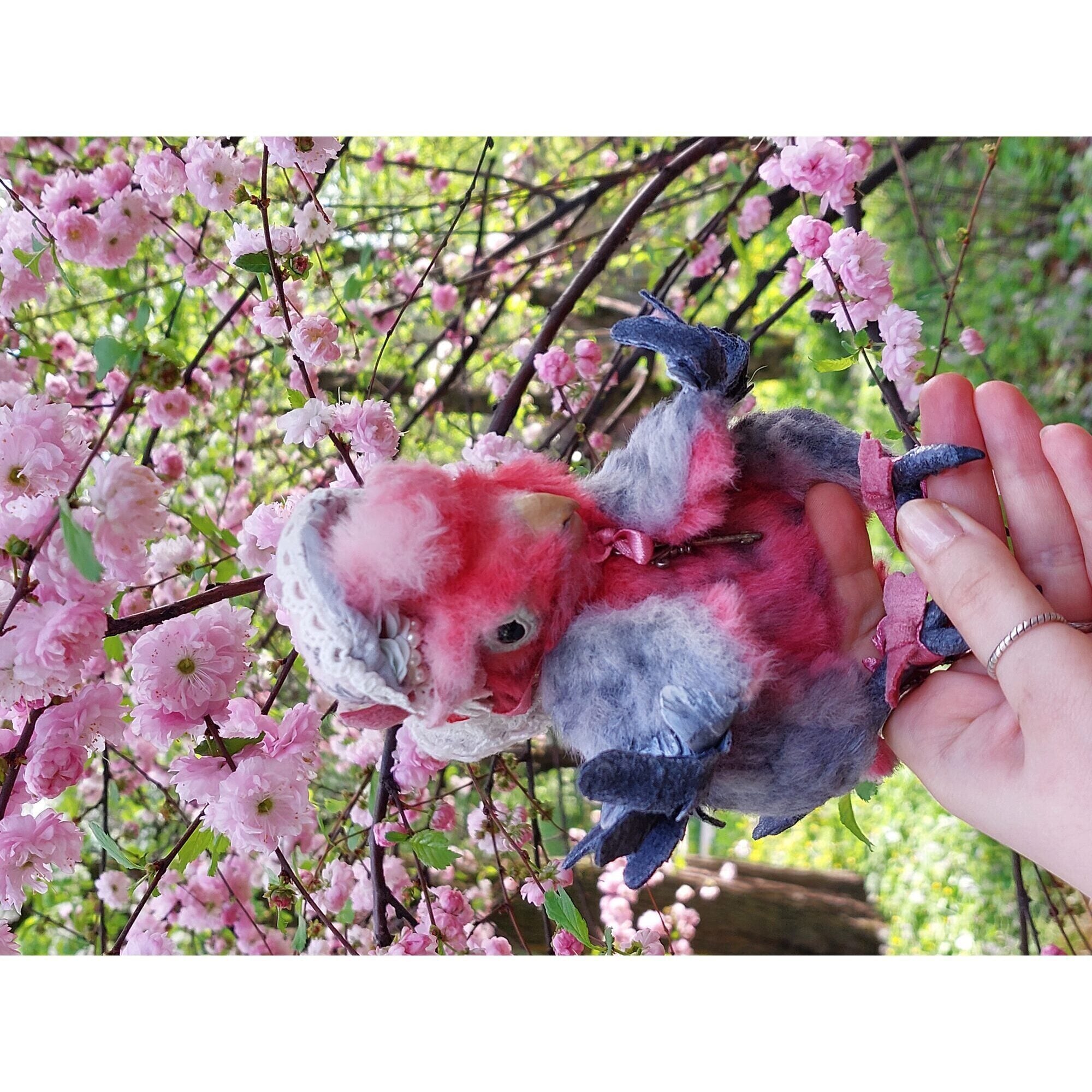 Teddy parrot