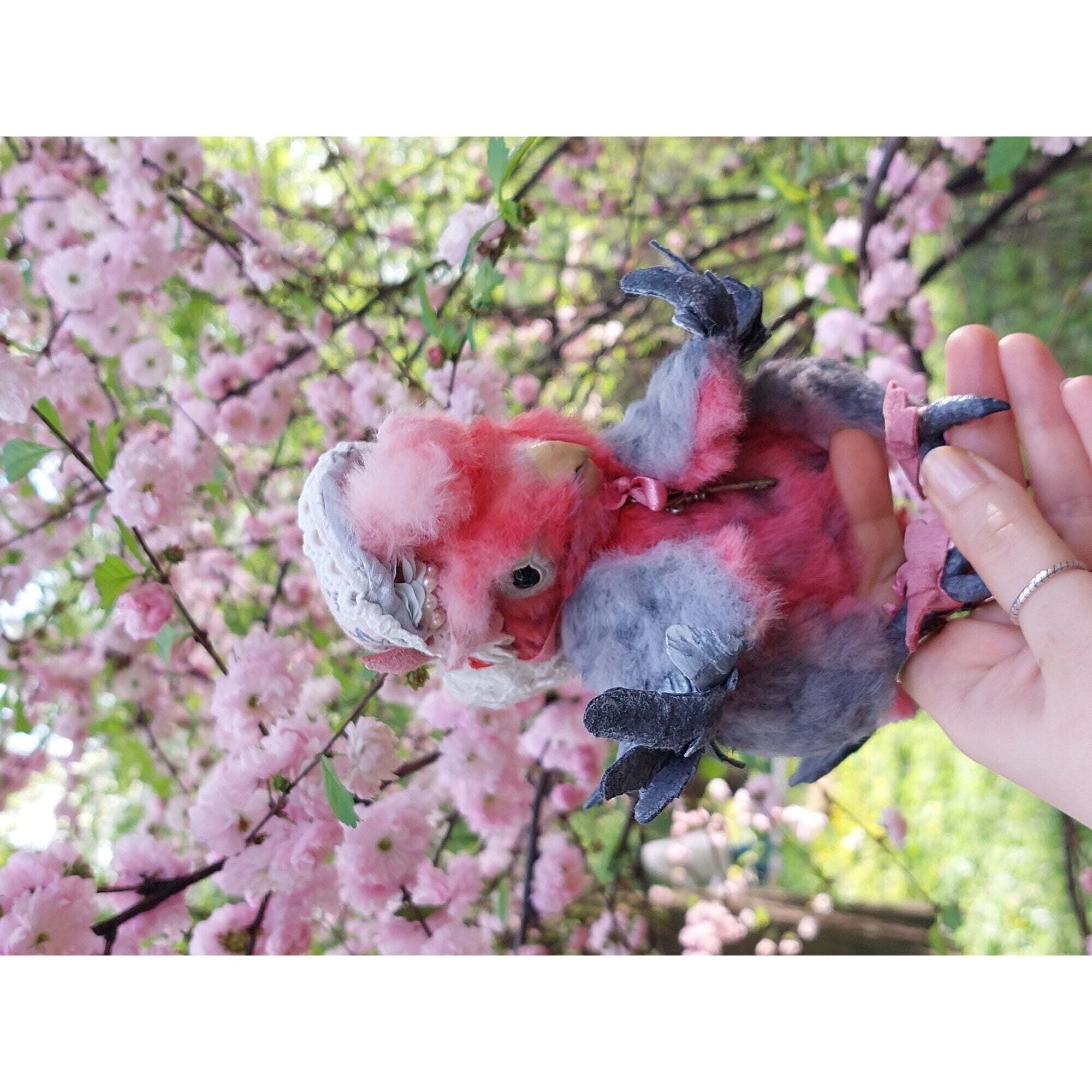 Teddy parrot