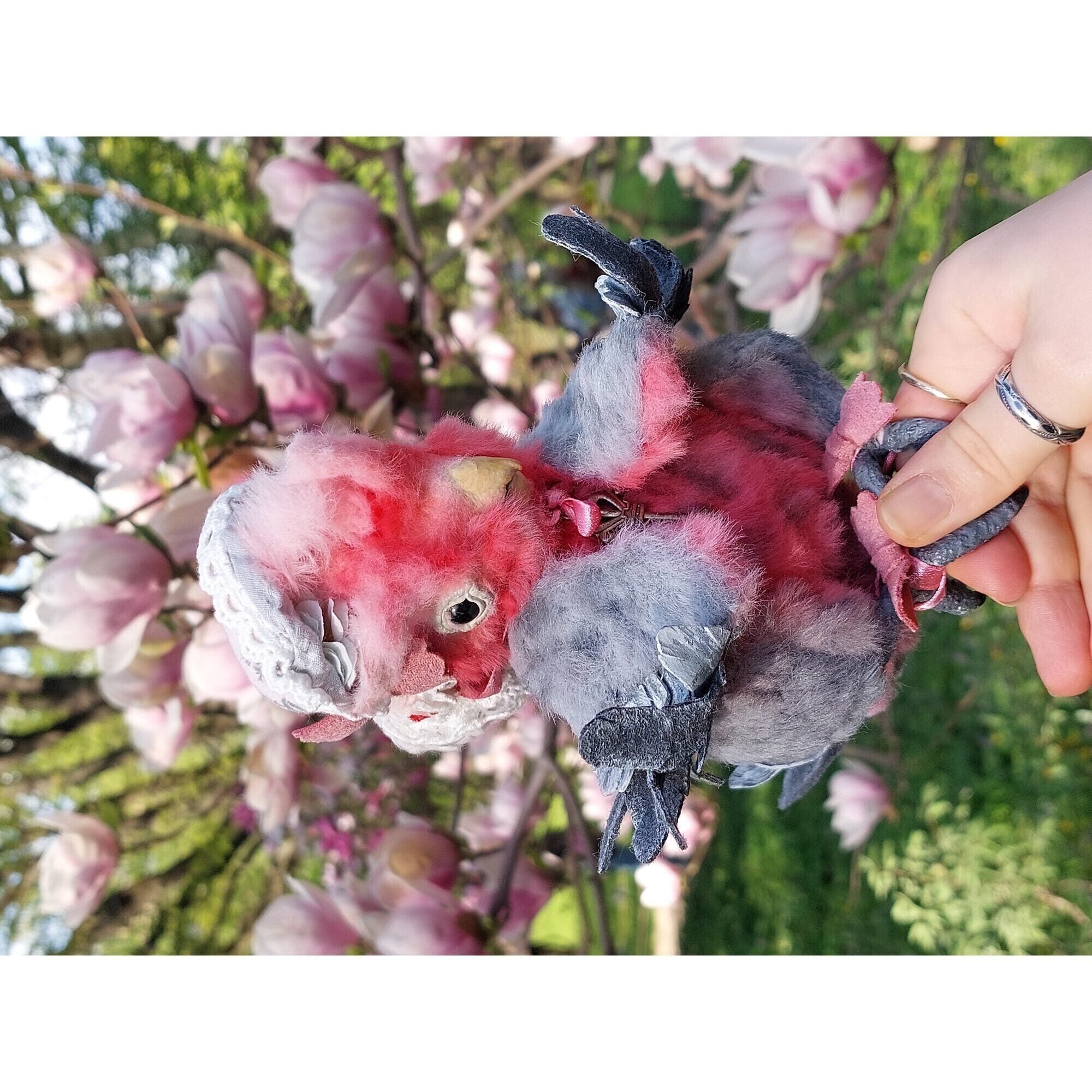 Teddy parrot