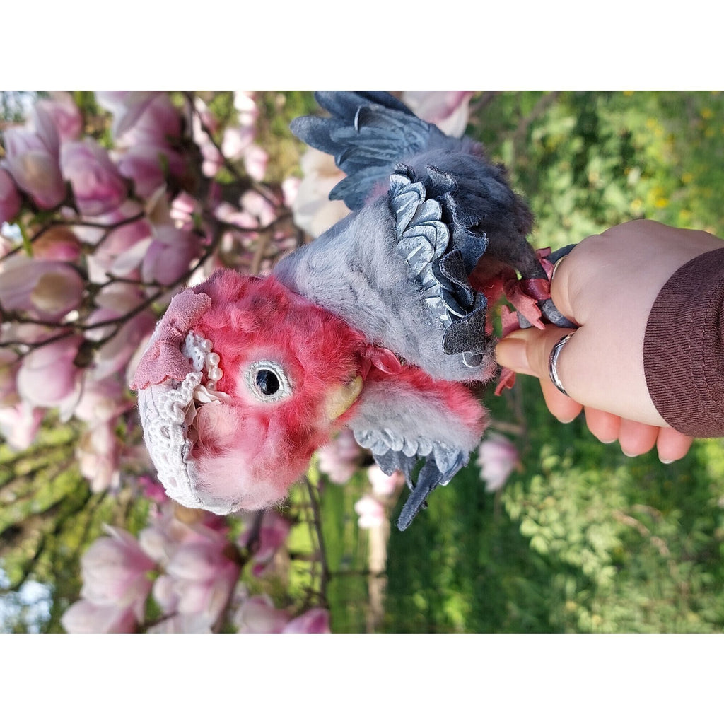 Teddy parrot