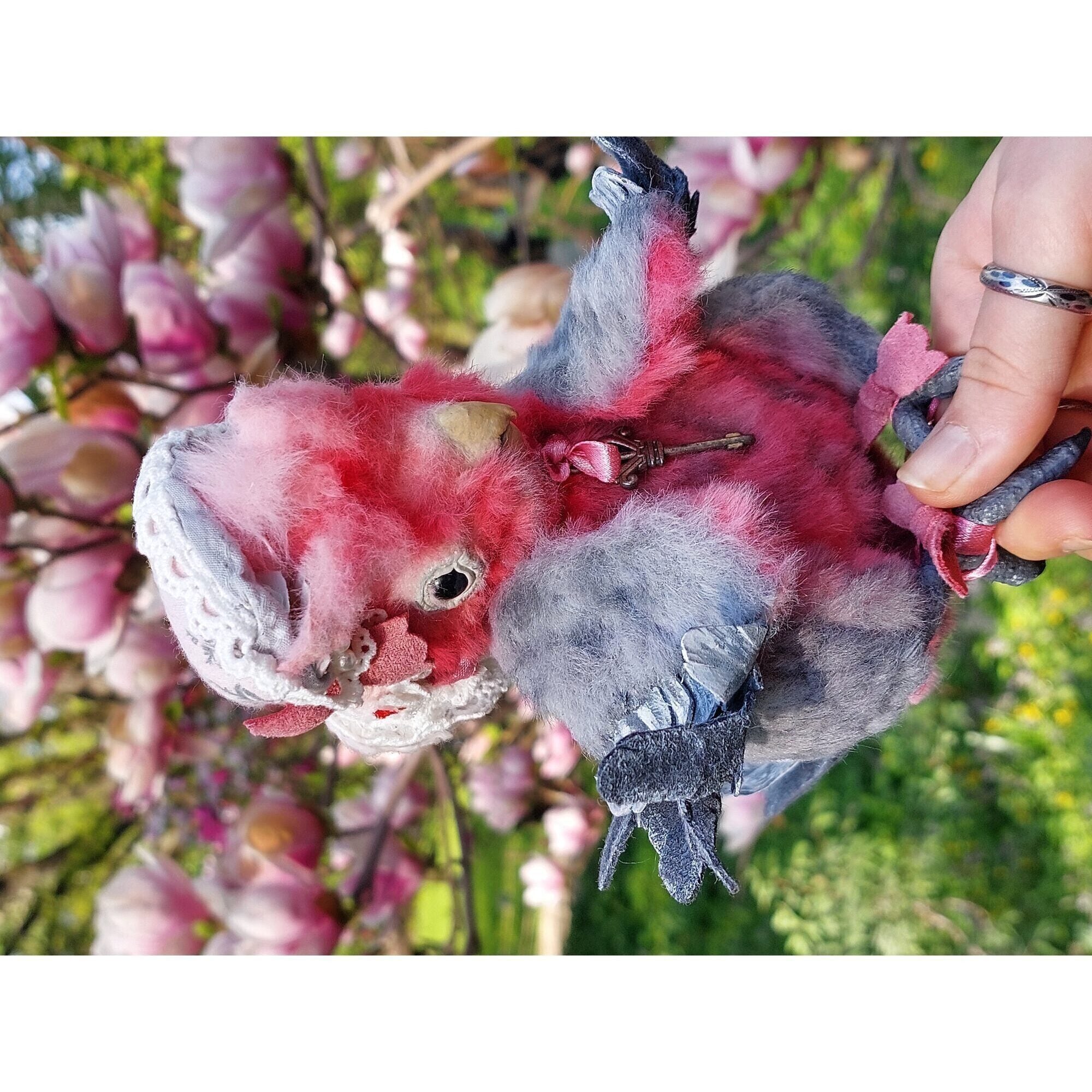 Teddy parrot