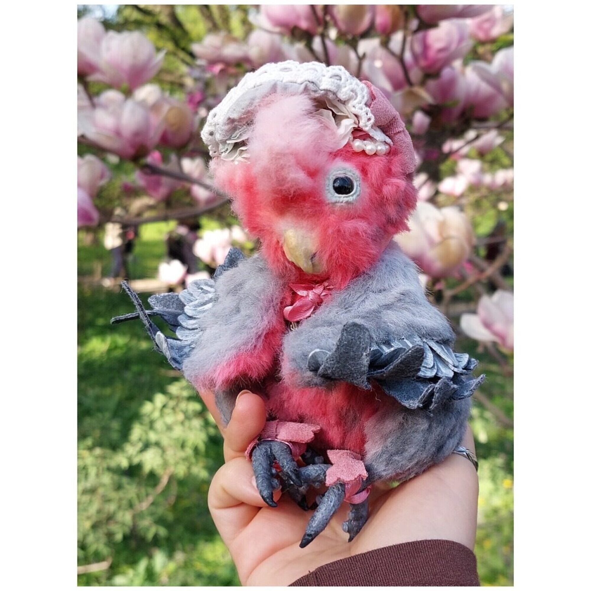 Teddy parrot