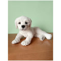 White Labrador puppy realistic toy