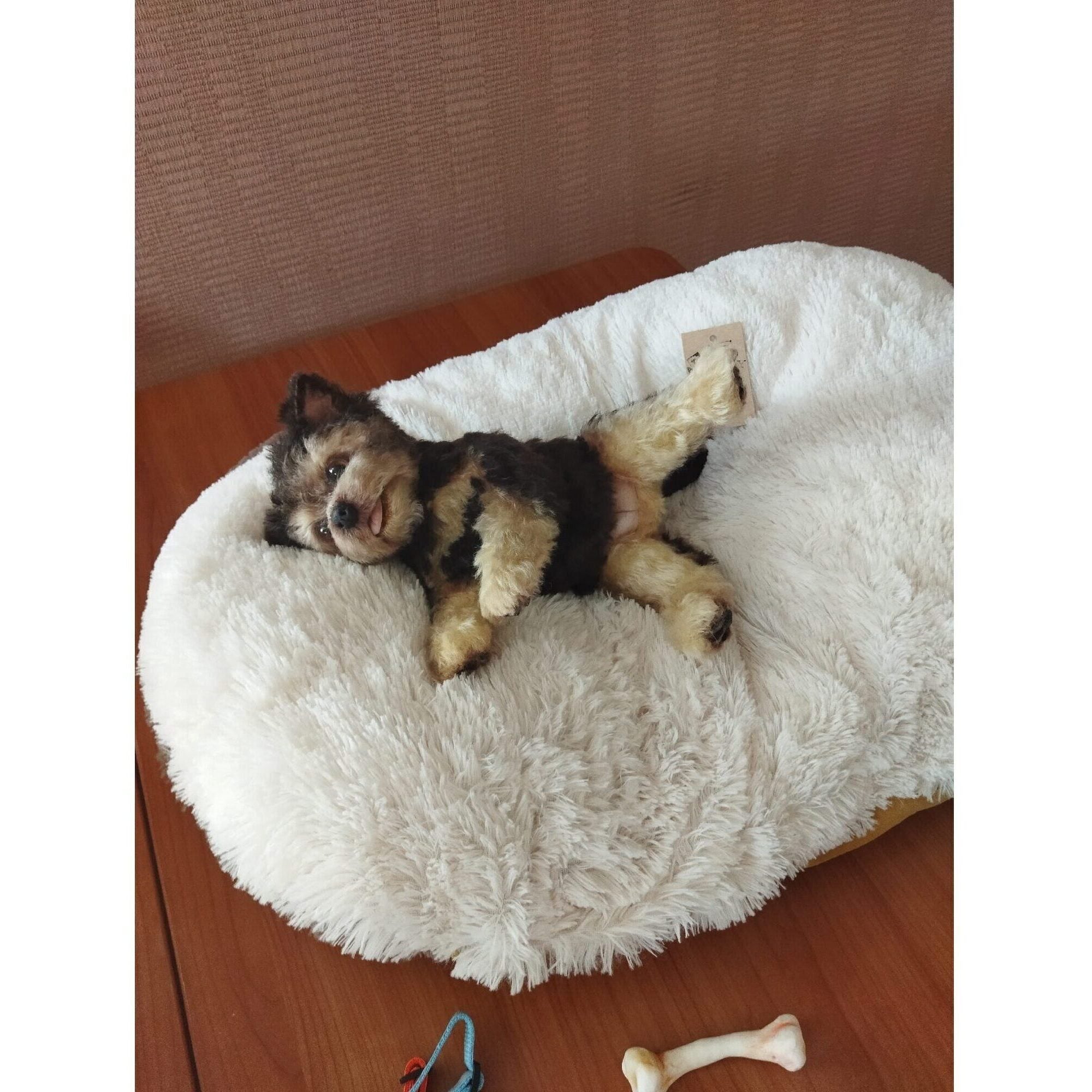 realistic puppy