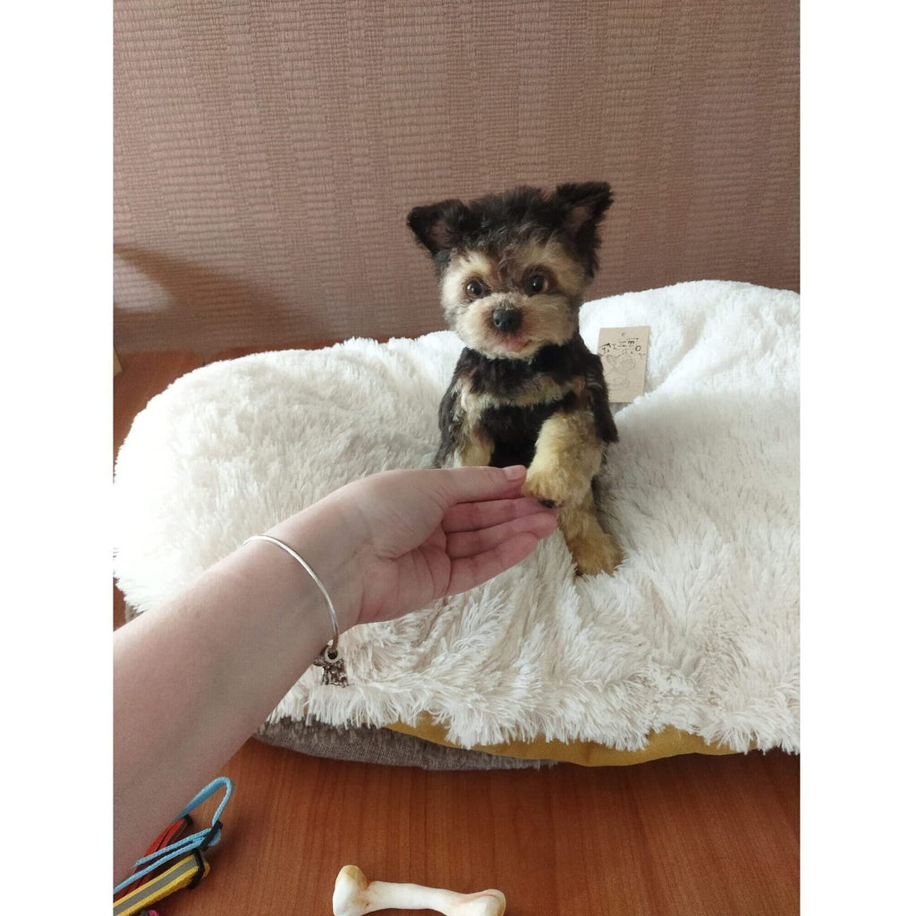realistic puppy